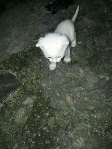 Doação de gatos brancos