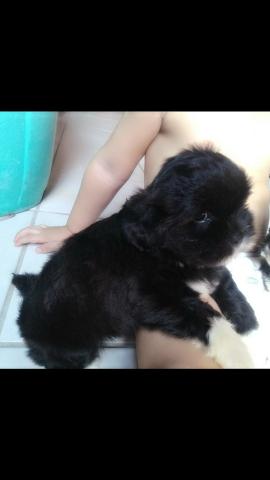 Linda Bb shih tzu