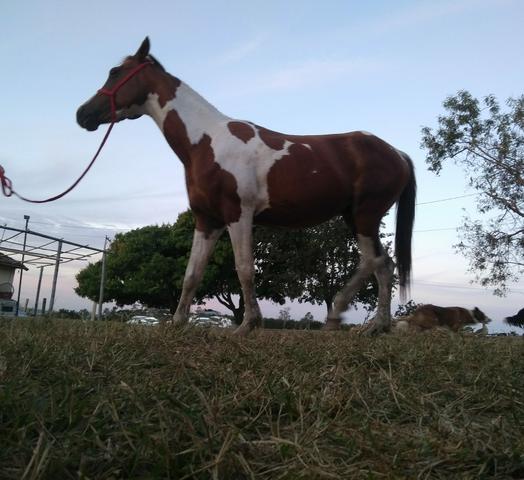 Vendo Cavalo QM Pampa