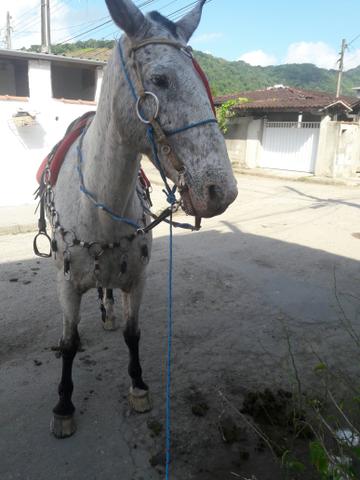 Vendo cavalo