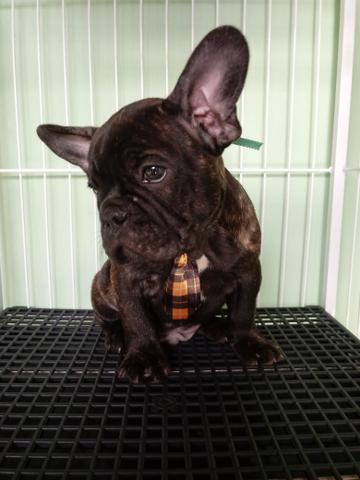 Bulldog Francês Macho