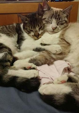 Doa-se irmas gatinhas femeas castradas e vacinadas, Adoção conjunta para Apartamento