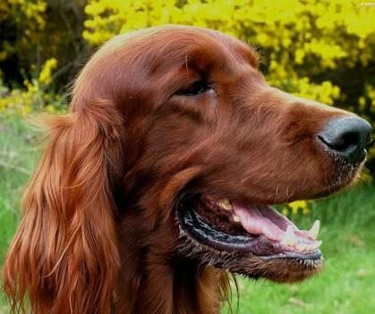 Procuro cachorro p cruza