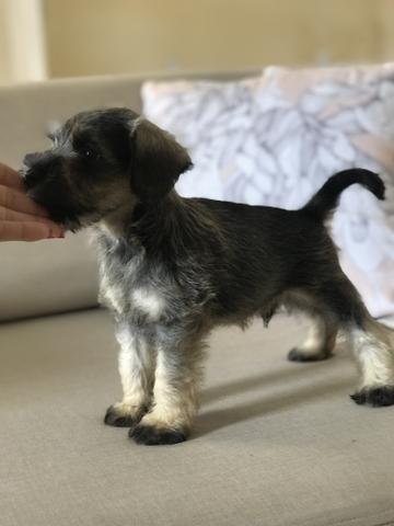 Schnauzer Mini C/ Pedigree Sal e Pimenta