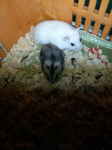 Vendo hamister anão russo 10 reais tenho 6 enterrados entre em contato no whats 