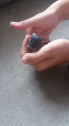 Gerbil ou esquilo da mongólia