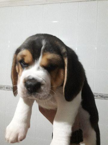 Lindo Beagle macho tricolor