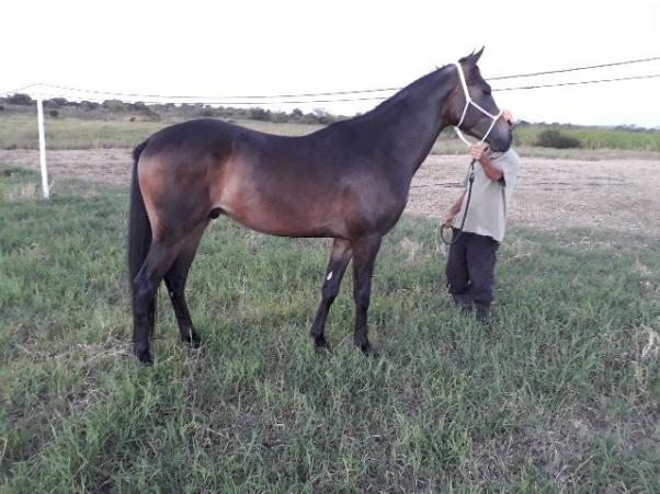 Potro 3 anos Quarto de milha zaino