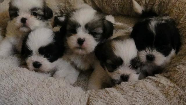 Várias raças  a partir de 