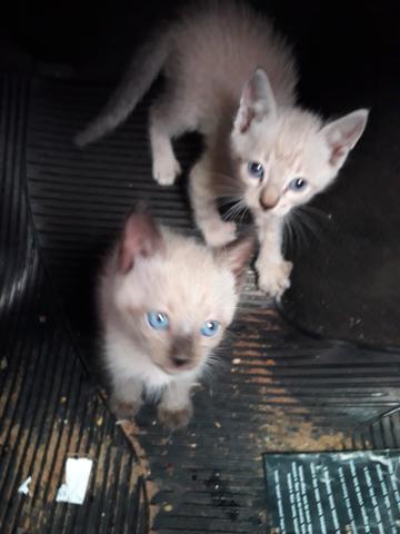 Doação de dois gatinhos machos