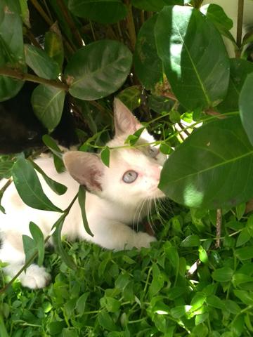 Gatinha charmosa para adoção!