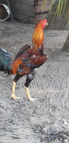 Ótima linhagem cristã bola é para quem quer ter linhagem perfeita