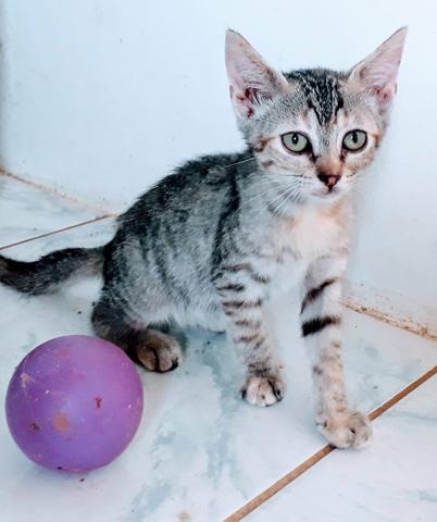 Adoção de gatos no Pet Shop da Ayla com urgência