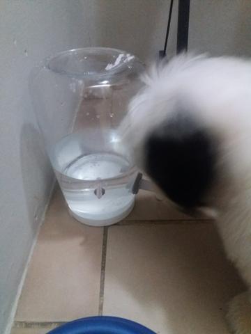 Bebedouro Vida Mansa caseiro