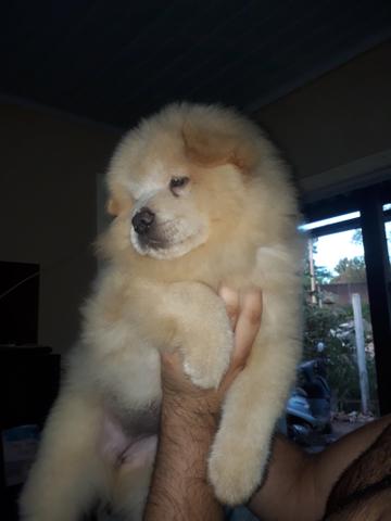 Chow chow fêmea branca