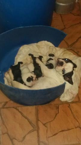 Fêmeas de bulldog francês