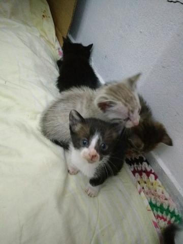 Gatinhos para Adoção