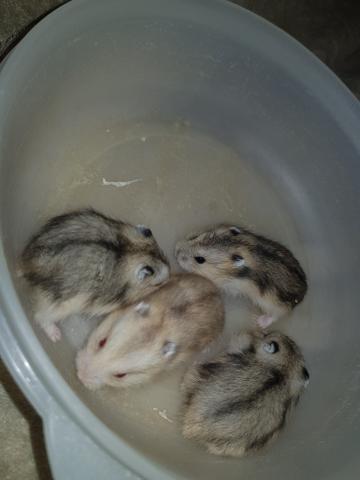 Hamsters anão russo