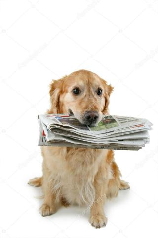 Jornal para cachorro para gato para artesanato jornal para mudança