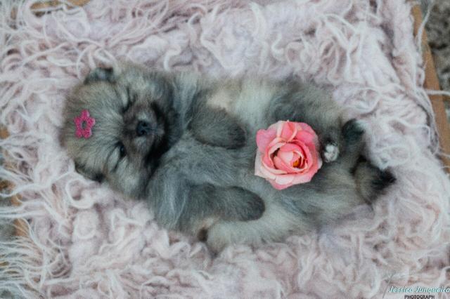 Linda fêmea de spitz alemã laranja