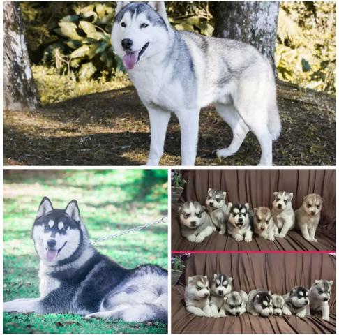 Lindo machinho Cinza disponivel