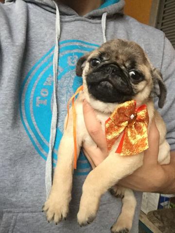 Pug macho