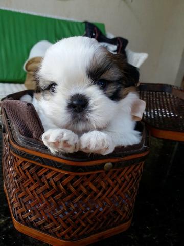 Shih Tzu
