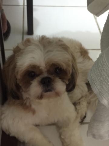 Shih Tzu macho para cruzar