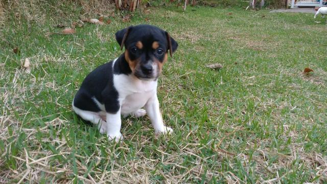 Fox Paulistinha. legítimos!