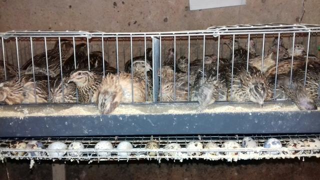 Ovos galados de codornois