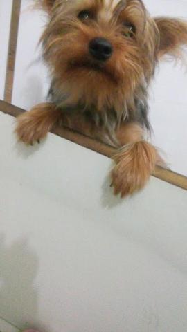 Yorkshire Terrier