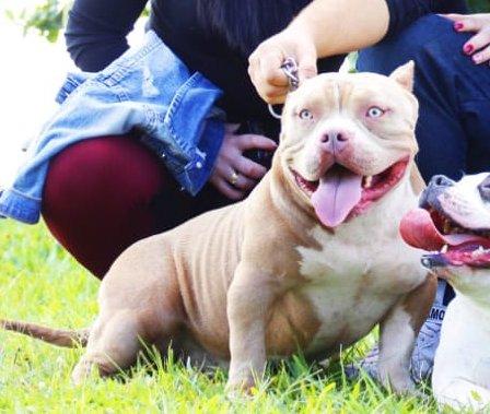 American bully Cobertura