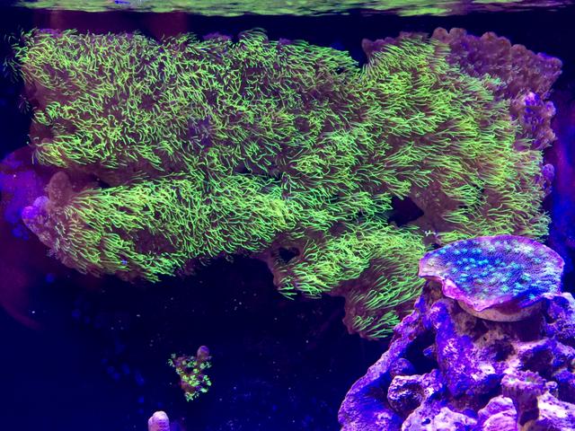Corais para iniciantes