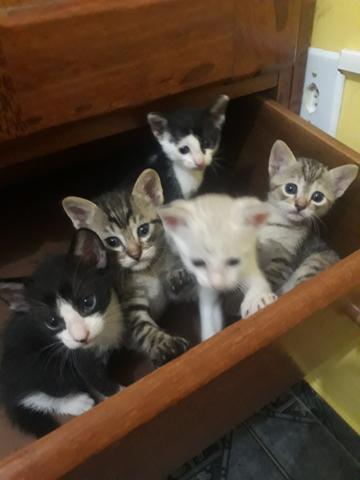 Gatos lindos para adoção. Deixo na sua casa