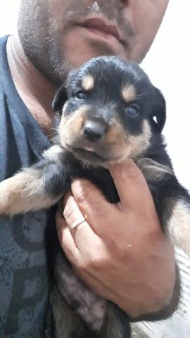 Lindos cachorros rottweiler