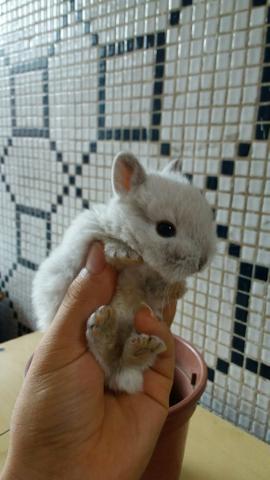 Mini coelho netherland dwarf