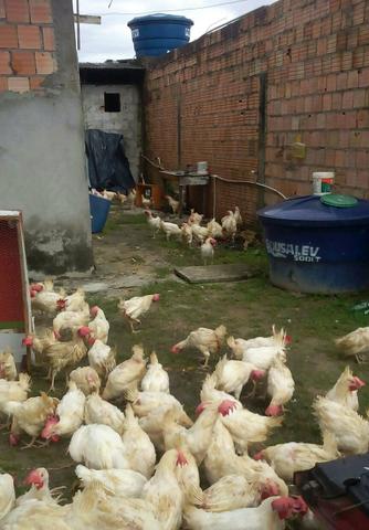 Promoção galinhas vivas R$ 5.00