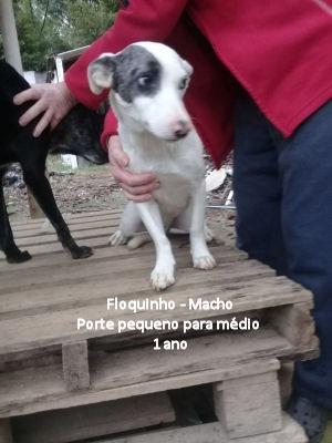 Cachorrinhos com 1 ano para adoção - machos e fêmeas