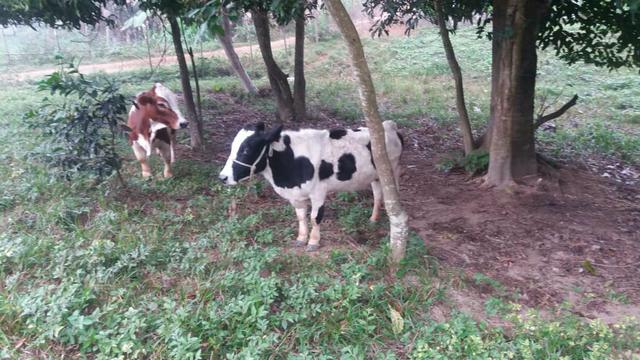 Casal mini vaca