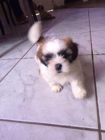 Lhasa Apso