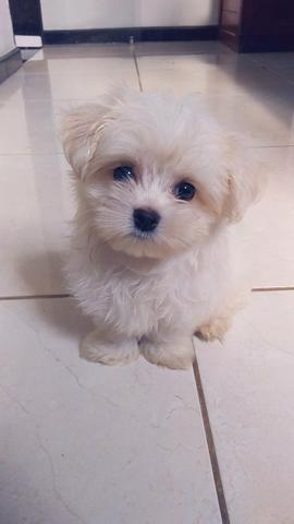 Maltês Mini Macho