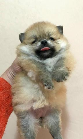 Spitz alemão (Lulu da Pomerânia)