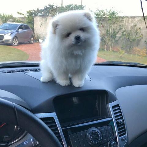 Spitz alemão anão - parcelo no boleto bancário /cartão de crédito