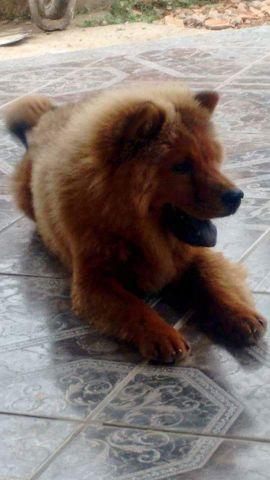 Chow-chow