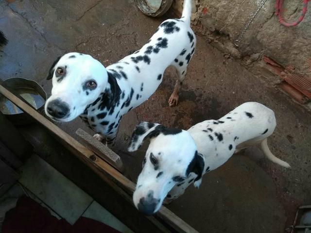 Doação de casal de dálmata