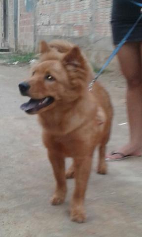 Vendo chow chow