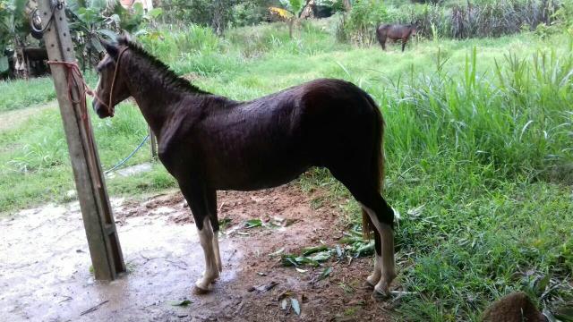 Vendo ou troco por algo do meu interesse
