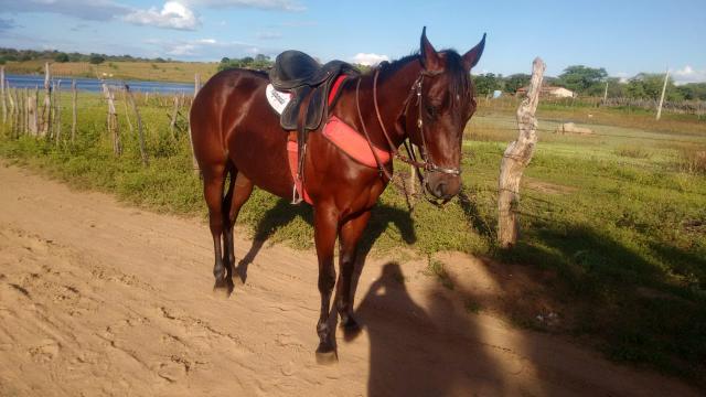 Vendo ou troco potro em algo do meu interesse exceto outro animal