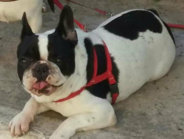 Bulldog frances adultas