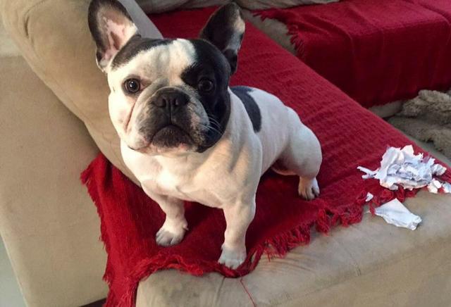 Bulldog francês pra cruza